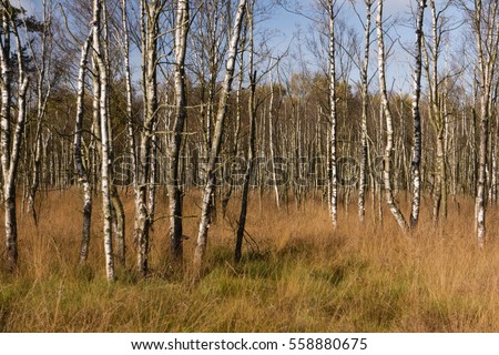 Similar – Moorland landscape with lake, grasses, trees and bizarre branches in water with reflection