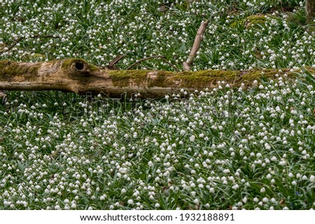 Similar – Waldstück Umwelt Natur