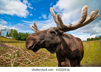 Moose