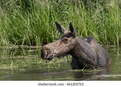 Moose