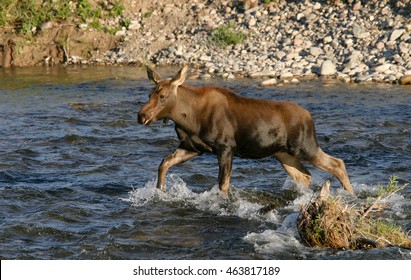 Moose