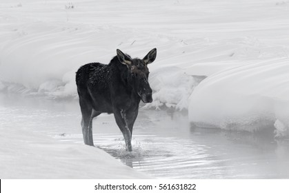 Moose