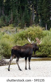 Moose