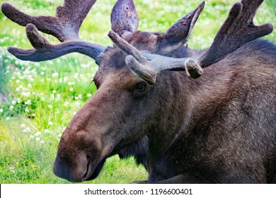 Moose Alaska Wildlife Conservation Center