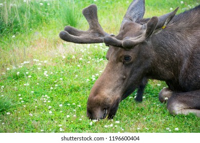 Moose Alaska Wildlife Conservation Center