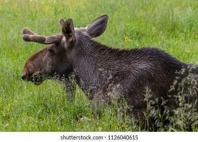 The Moose (Alces Alces)