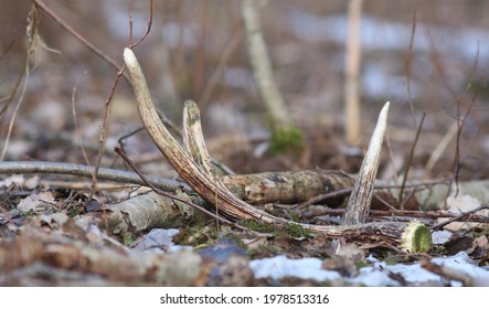 Moose (Alces Alces) Antlers On The Ground