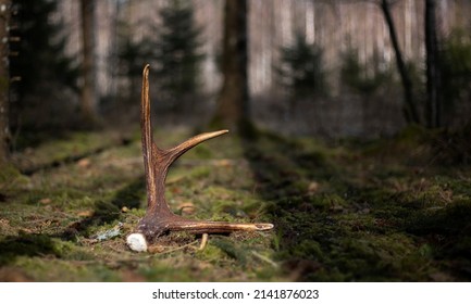 Moose (Alces Alces) Antlers On The Ground