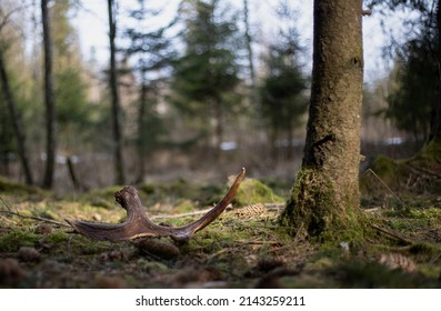 Moose (Alces Alces) Antlers On The Ground