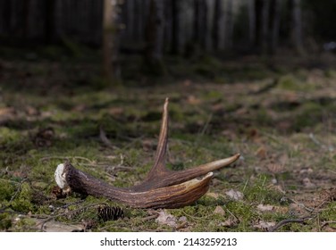 Moose (Alces Alces) Antlers On The Ground