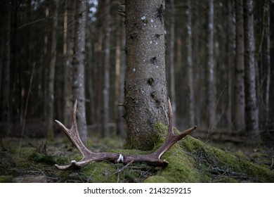 Moose (Alces Alces) Antlers On The Ground