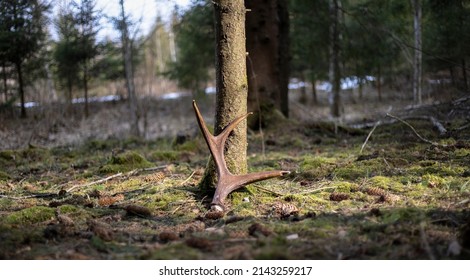 Moose (Alces Alces) Antlers On The Ground