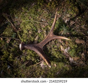 Moose (Alces Alces) Antlers On The Ground