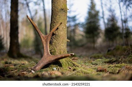 Moose (Alces Alces) Antlers On The Ground