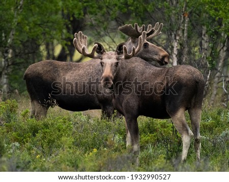 Moose (alces alces) portrait, two males 