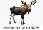 Moose - Alces alces - the worlds tallest, largest, heaviest species of deer and second largest land animal in North America and only species in the genus Alces. Standing isolated on white background