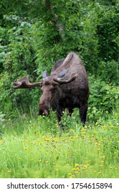 Moose In Anchorage Alaska USA