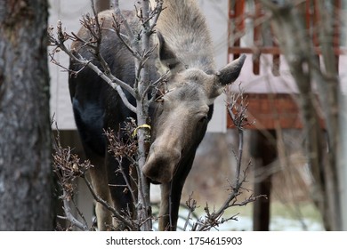 Moose In Anchorage Alaska USA