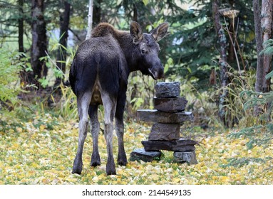 Moose In Anchorage Alaska USA