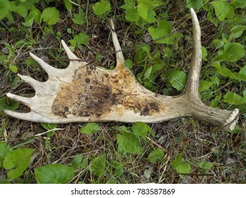 A Moose Antler That Had Fallen On Isle Royale