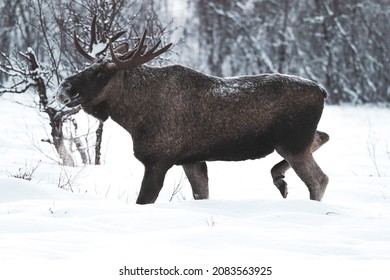 moose with antlers in the forest lapland winter landscape