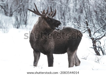 moose with antlers in the forest winter