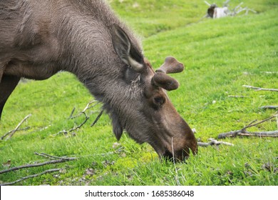 8,869 Moose fur Images, Stock Photos & Vectors | Shutterstock