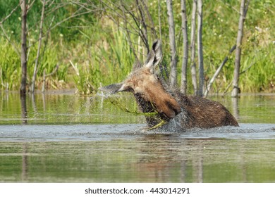 Moose is bathed in the pond