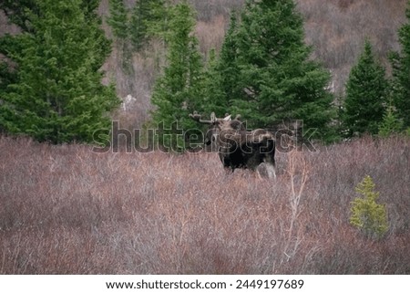 Moose in the Brush Guanella Pass Colorado