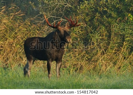 Moose bull