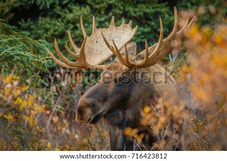 A moose bull in Denali NP, Alaska