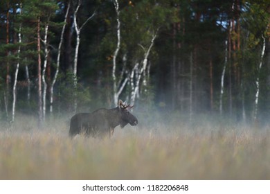 Moose Bull, Eurasian Elk