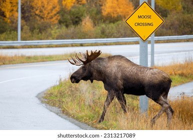 Moose Bull Male, Picking the Correct Place to Cross the Road, Alaska, USA