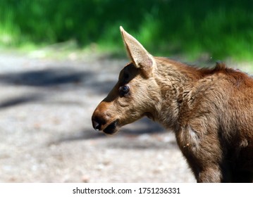 Moose Calf Anchorage Alaska USA