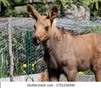 Moose Calf Anchorage Alaska USA