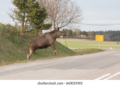 Moose Calf Crossing A Road