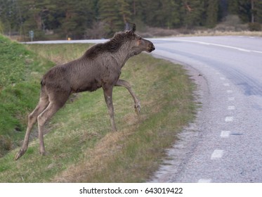 Moose Calf Crossing A Road