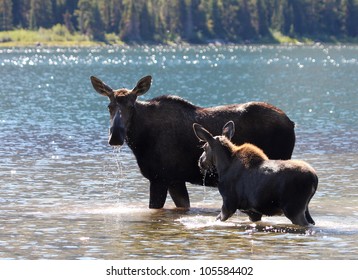 Moose And Calf At Swiftcurrent Lake In Glacier National Park, Montana