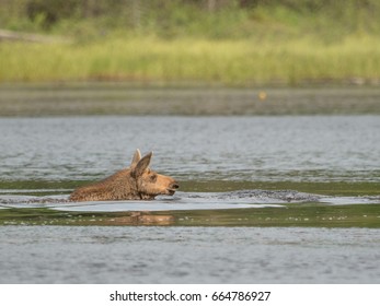 Moose Calf Swimming