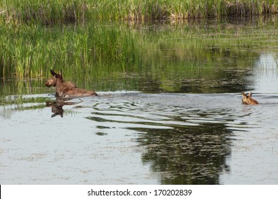 Moose And Calf Swimming - Riding Mountain National Park