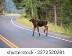 Moose Calf Walks On Pavement For The First Time in Grand Teton National Park