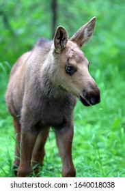 Moose Calves In Anchorage Alaska