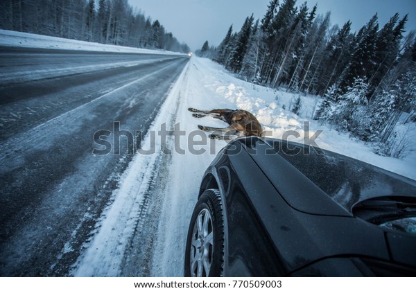 Moose Car Collision Accident\
Dead