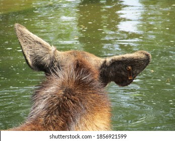 Moose At Columbus Zoo In Ohio.