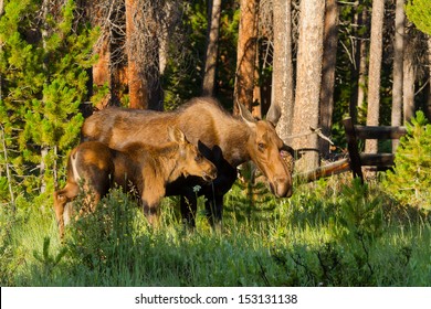Moose Cow And Calf 