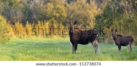 Moose cow with calf
