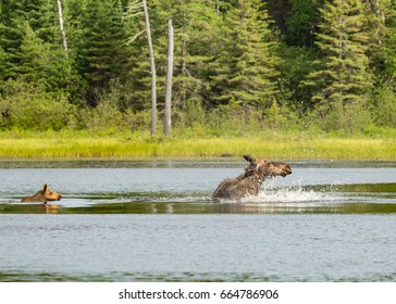 Moose Cow And Calf Swimming