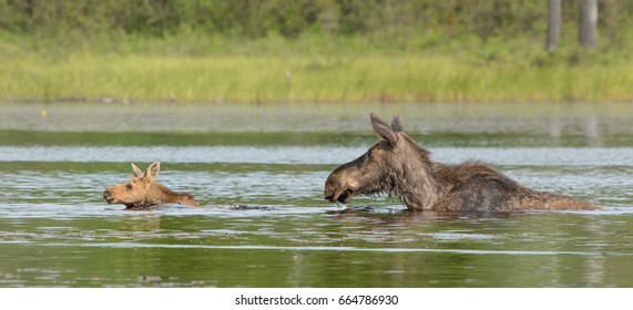 Moose Cow And Calf Swimming