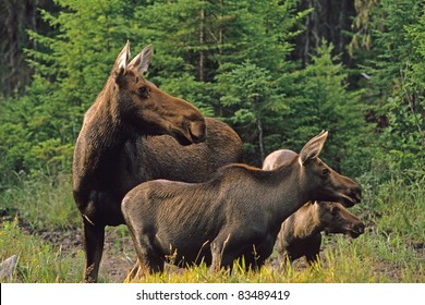 Moose Cow With Calves Alces Alces