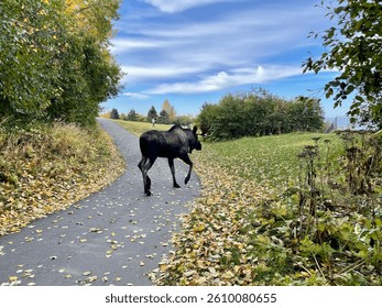 A moose crosses a leaf-covered path surrounded by trees and grass under a blue sky with wispy clouds, creating a peaceful autumn scene.